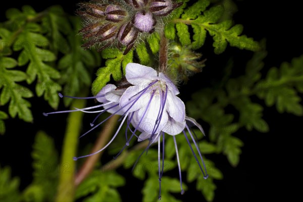 Lacy phacelia