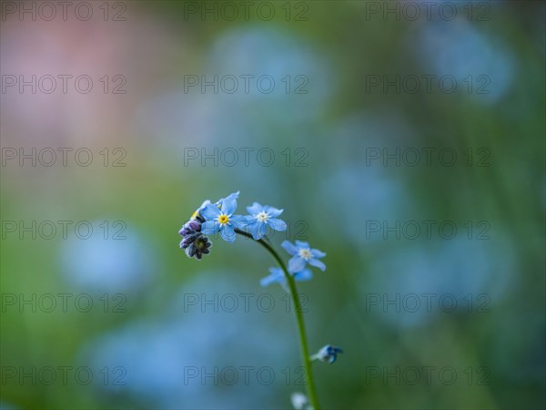 Wood forget-me-not