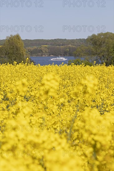 Rape field