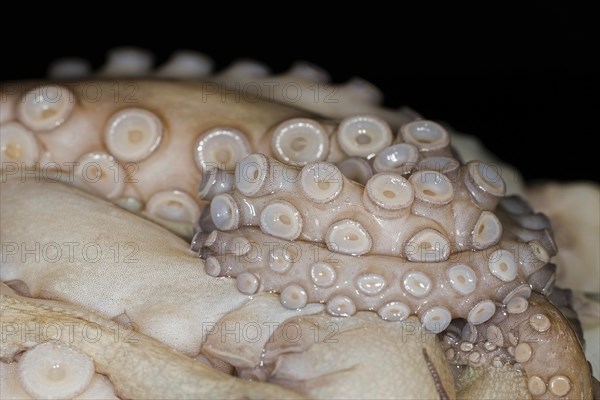 Suction cups on tentacles of a freshly caught mexican four-eyed octopus