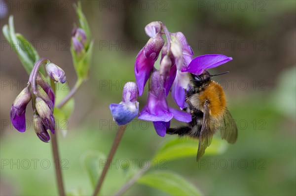 Common carder-bee