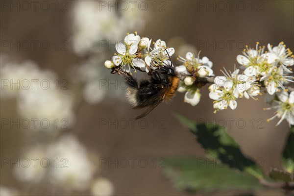 Tree bumblebee