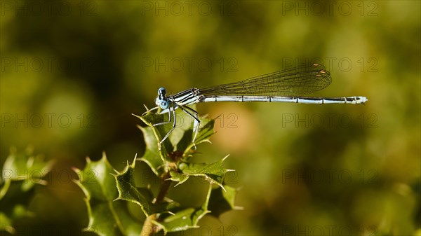 Macro photo