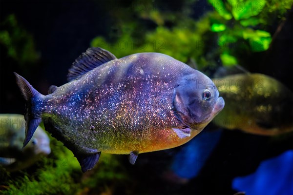 Red-bellied piranha