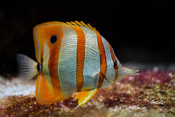 Copperband butterflyfish