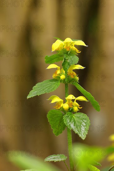 Yellow archangel