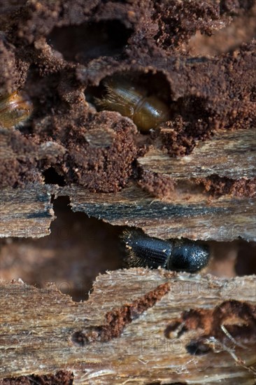 European spruce bark beetle