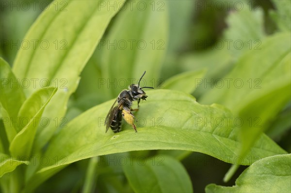 Sweat bee