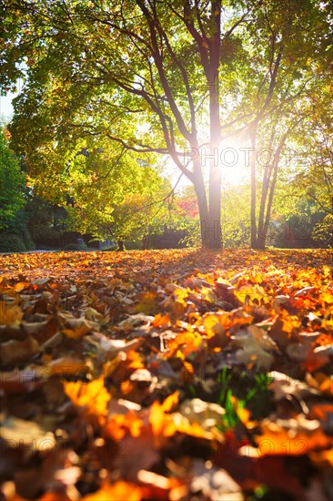 Golden autumn fall October in famous Munich relax place