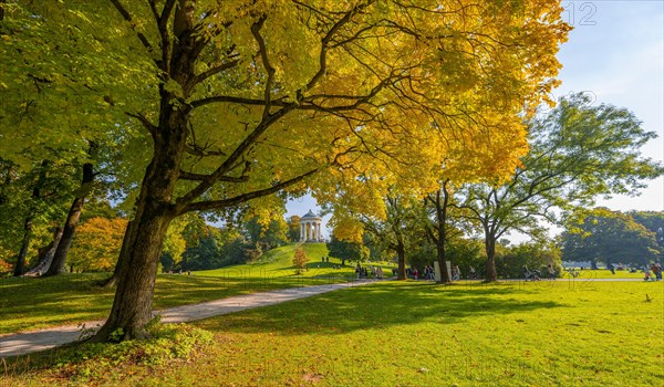 Autumn trees with yellow foliage