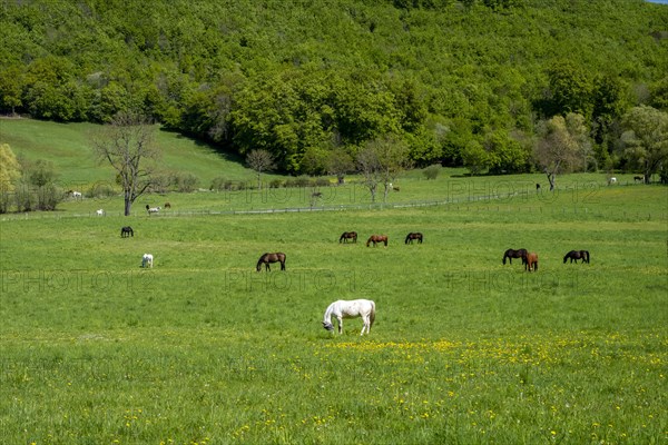 Horses in a meadow in the Reitlingstal