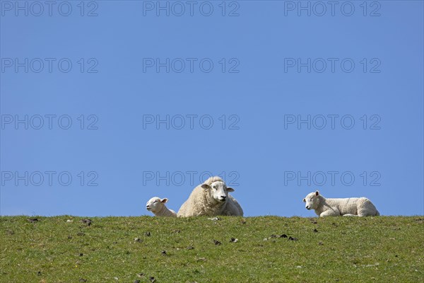 Ewe and lambs on dyke