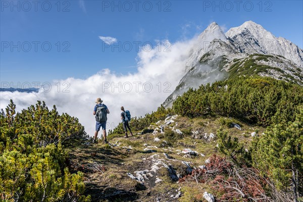 Two hikers on the ridge of the Mieminger Kette between mountain pines
