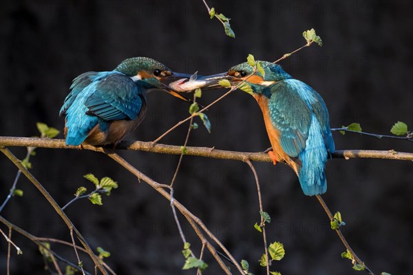 Common kingfishers