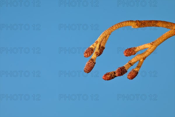 Female flowers of black alder