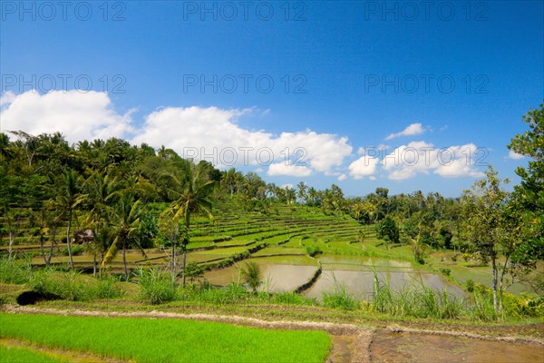 Green rice terraces on Bali island