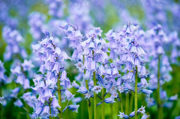 Bule Spanish bluebell