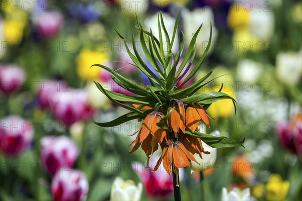 Flowering kaiser's crown