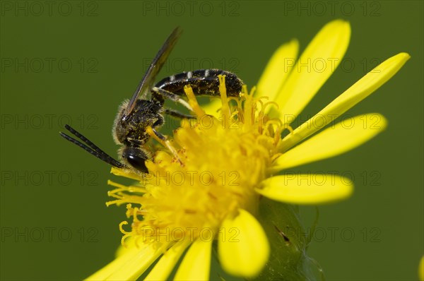 Sweat bee