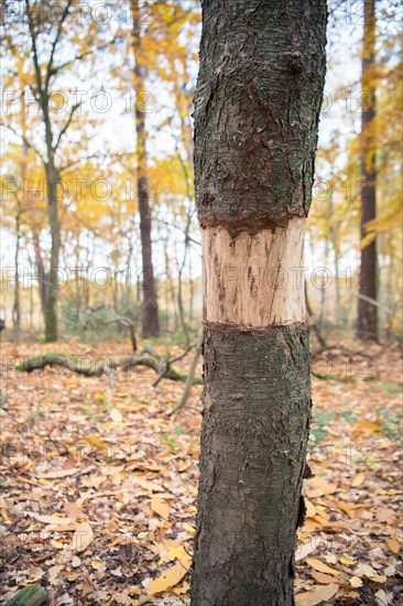 Ringing in the Eifel National Park