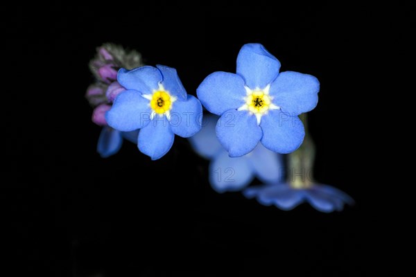 Forget-me-not