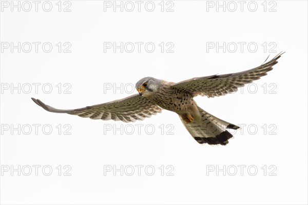 Common kestrel