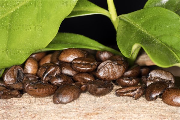 Roasted coffee of the Arabica variety and the green leaves of a coffee bush
