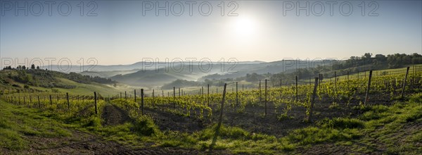 Vineyard at sunrise with fog in hilly landscape