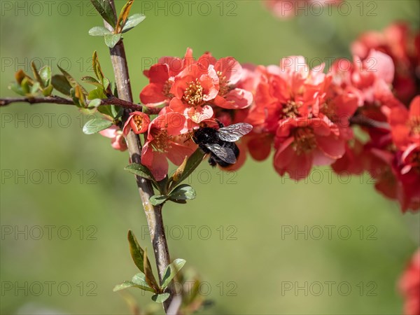 Japanese quince