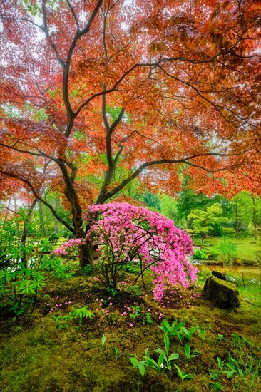 Tree with colorful red leaves in Japanese garden