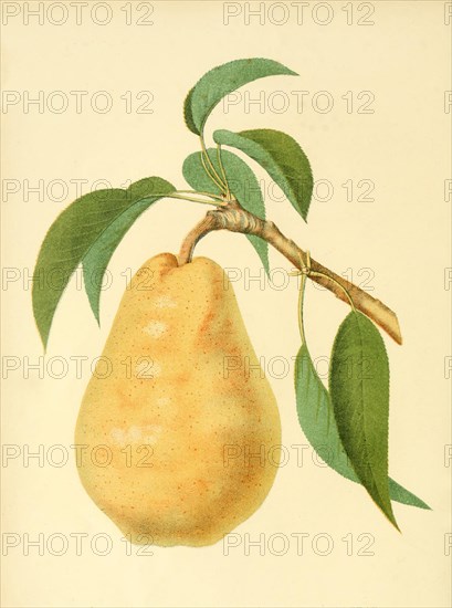 Birne der Sorte the Bartlett or Williams Bon Chretien Pear