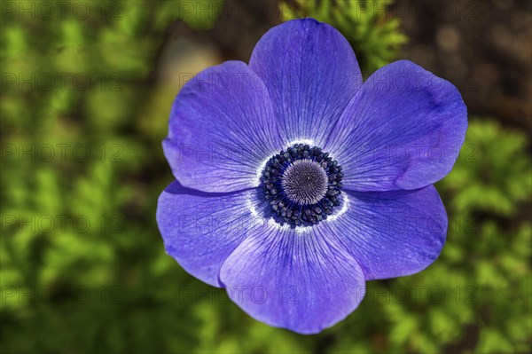 Flower of a blue anemone