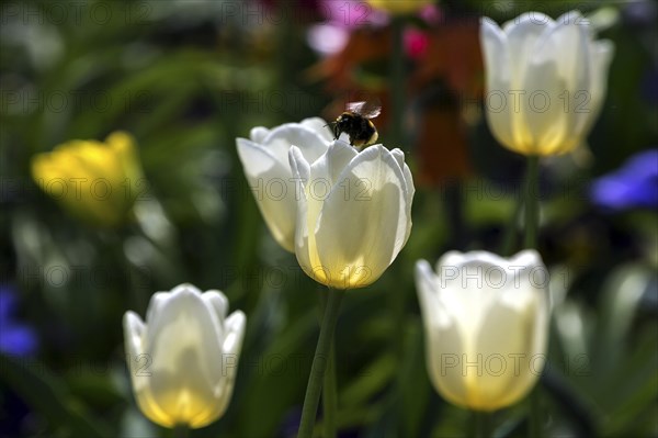 Flowering tulips