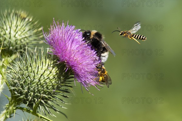 Sweat bee