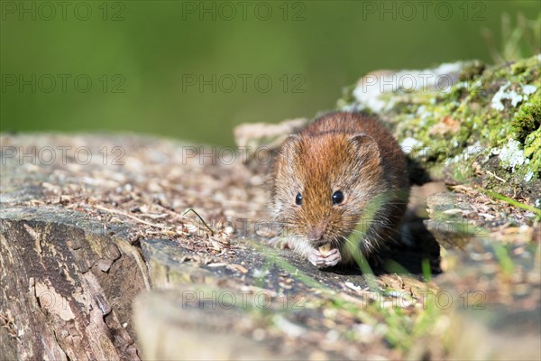 Bank vole