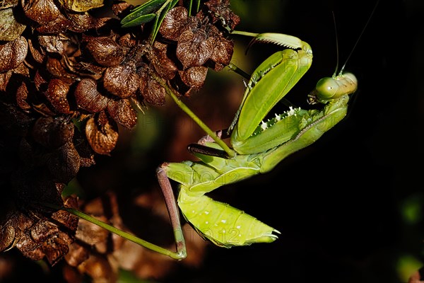 African mantis