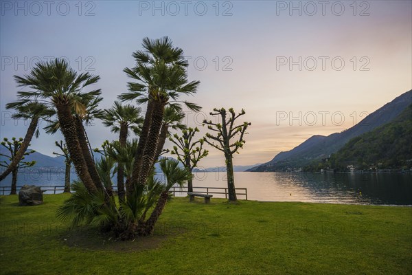 Palm trees on the lakeshore