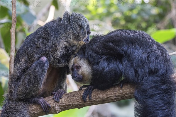 White-faced saki