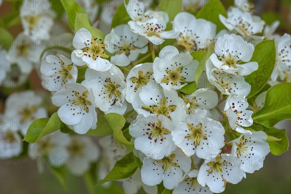 Flowers of a cultivated pear tree