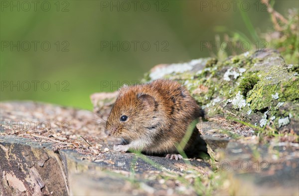 Bank vole