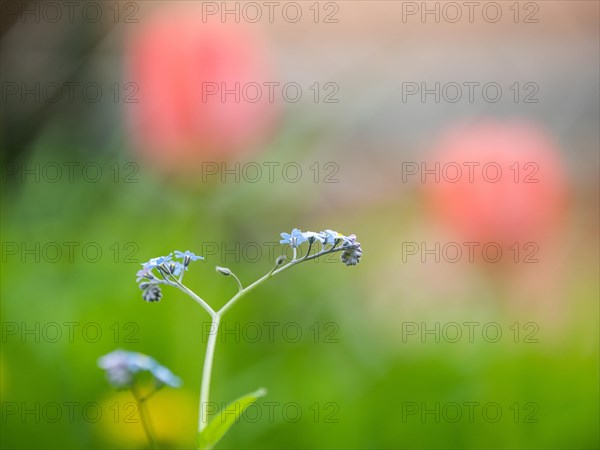 Wood forget-me-not