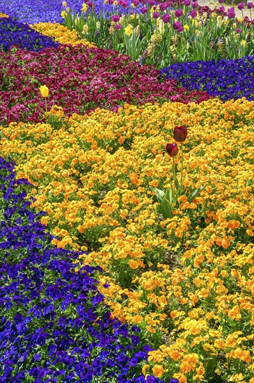 Spring bed at the Residenzplatz