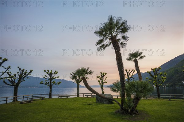 Palm trees on the lakeshore