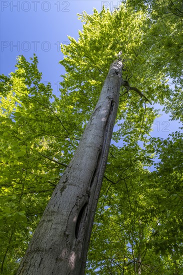 Beech forest