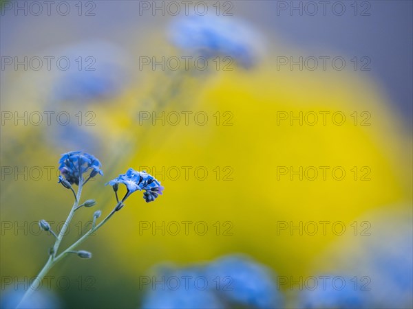 Wood forget-me-not