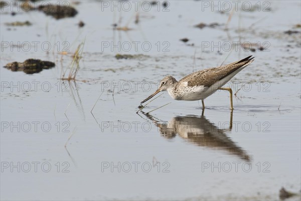 Common greenshank