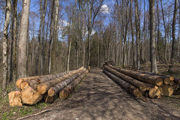 Stacked european spruce