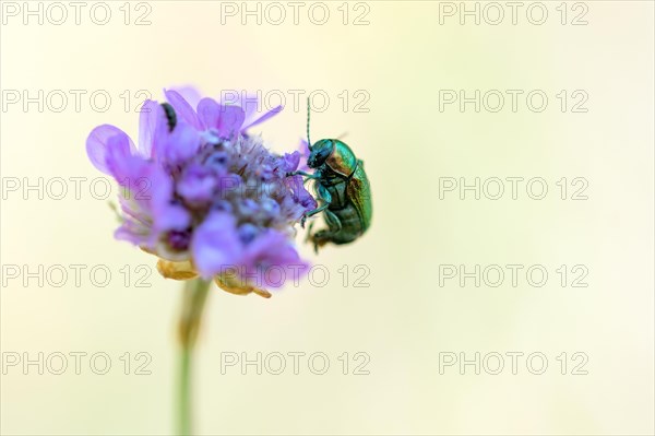 Green-blue casebearer