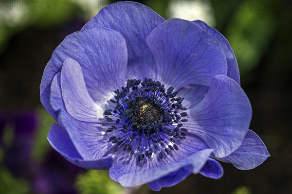 Flower of a blue anemone