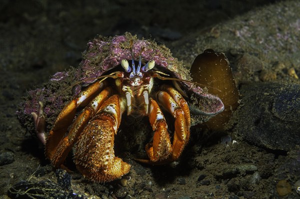 Common hermit crab